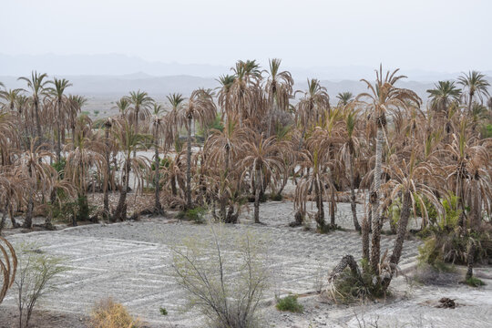 A historical place in Mir e Kalat near Turbat Kech with view of beautiful mountain, dates tree summer season Balochistan Pakistan photo