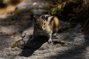 prairie dog eating