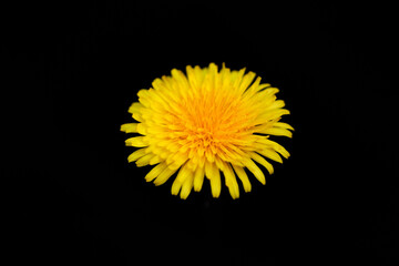Studio shot of a yellow flower isolated on black background
