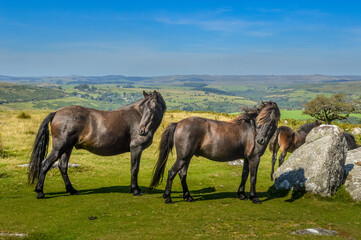 Dartmoor Ponies In Summer