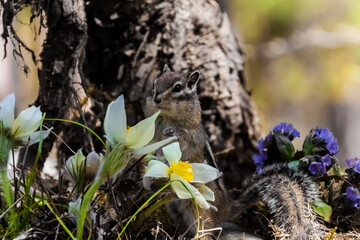 flowers in the garden