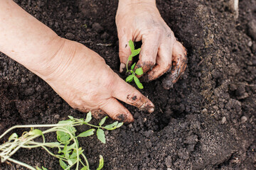 Close-up of a senior woman's hands planting tomato seedlings in the garden. The concept of nature conservation and agriculture.