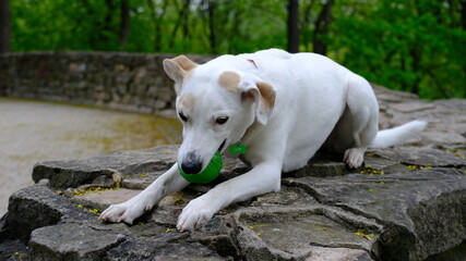 Obraz premium White mongrel dog in a colored collar plays with a ball on the bastion mountain