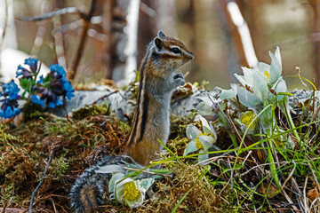 squirrel in the forest