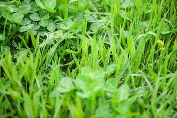 Green grass background. Summer green background of small field meadow grasses. Soft focus blurry image in the morning.