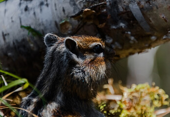 squirrel in the forest