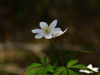 Anemone or forest snowdrop with white petals and yellow stamens on a blurred background in the shade of a spring forest, close-up.