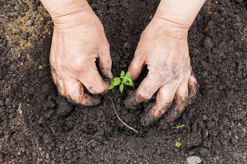 Close-up of a senior woman's hands planting tomato seedlings in the garden. The concept of nature conservation and agriculture.