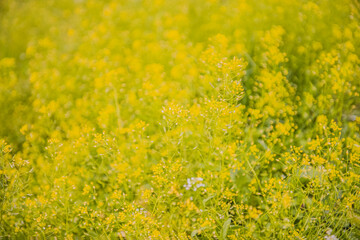 Subtle yellow background. Summer background of small wild meadow flowers. Soft focus blurred image at sunny time.