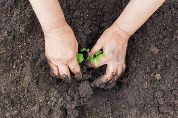 Close-up of a senior woman's hands planting tomato seedlings in the garden. The concept of nature conservation and agriculture.