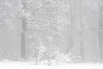 Edge of a forest, trees barely visible in heavy snowstorm