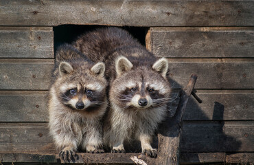 two raccoons  waiting for food
