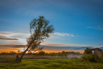 sunset in the forest