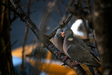 Two pigeons (Columba palumbus) a branch