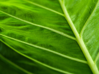 Fresh green tropical leaves close up. Abstract pattern texture in green tones.
