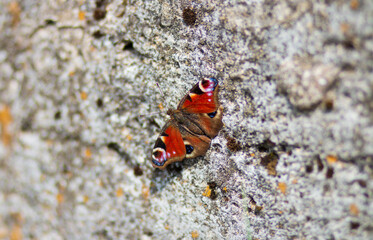 Fototapeta na wymiar brown butterfly on the grey rock