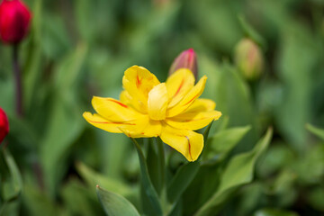 yellow tulip flower