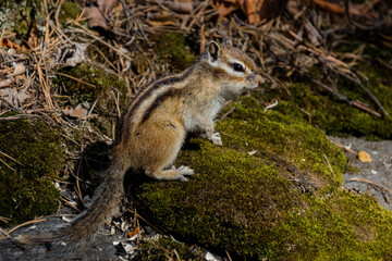 squirrel on a rock