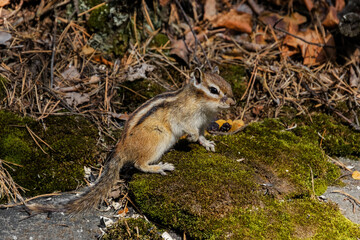 chipmunk on the rock