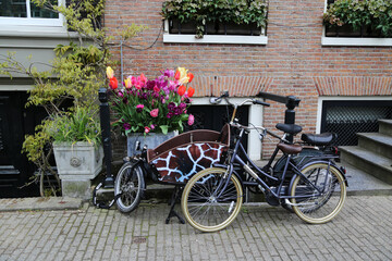 Fototapeta na wymiar Tulips and bicycles symbols of the city of Amsterdam