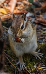 squirrel in the park