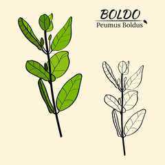 Boldo peumus boldus, culinary, aromatic and medicinal plant. Set of branches, leaves and flowers of a boldo. Botanical illustration. Tropical plant.