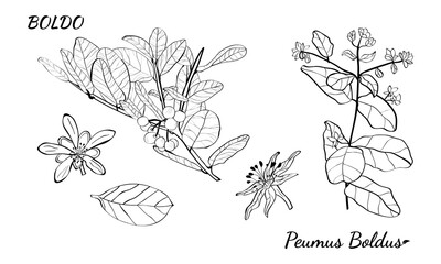 Boldo peumus boldus, culinary, aromatic and medicinal plant. Set of branches, leaves and flowers of a boldo. Botanical illustration. Tropical plant.