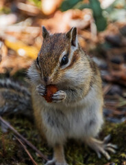 squirrel eating nut