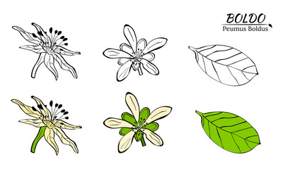 Boldo peumus boldus, culinary, aromatic and medicinal plant. Set of branches, leaves and flowers of a boldo. Botanical illustration. Tropical plant.