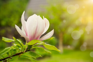 Obraz premium one pink flower on a branch of blooming magnolia close-up