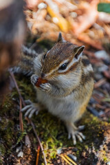 squirrel in the park