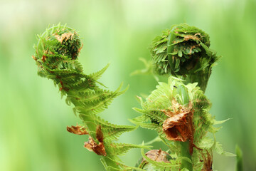 Spring fern sprouts