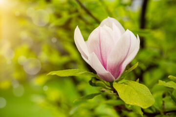 Obraz premium one pink flower on a branch of blooming magnolia close-up