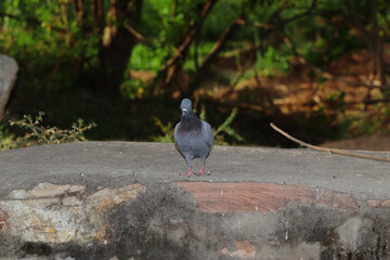 A pigeon bird perching on the wall