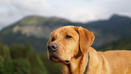 Labrador in the mountains