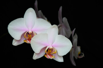 Obraz premium white orchid on black background