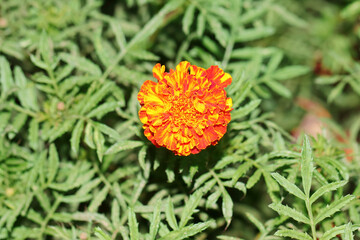 yellow marigold flower blossoming on the plant in the spring garden