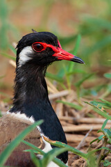 Image of red wattled lapwing bird is hatching the egg On the fields in the rainy season . Birds. Animals.