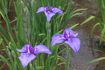 菖蒲。日本の技によって生まれた菖蒲。「潮来の夢」