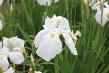 菖蒲。日本の技によって生まれた菖蒲。「鶴の毛衣（ケゴロモ）」