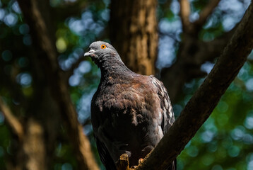 red tailed hawk
