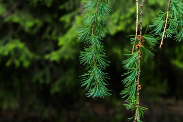 pine needles