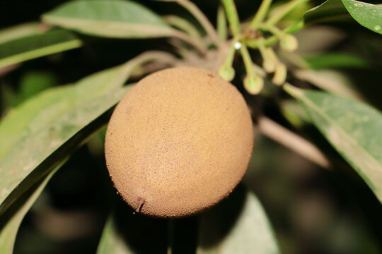 fresh ripe Manilkara zapota fruit on sapodilla tree in the garden field