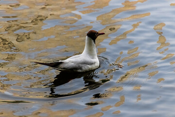Fototapeta premium seagull on the water