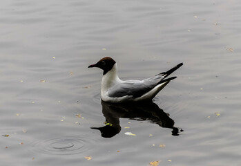 black headed gull