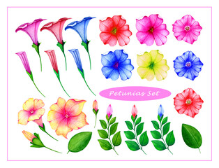 Botanical set with watercolor colorful petunia flowers,buds and leaves.Hand drawn illustration.Floral elements