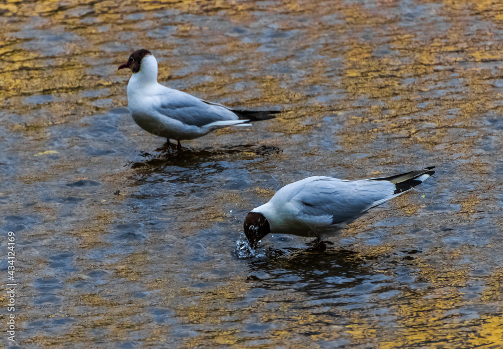 Sticker black headed gull