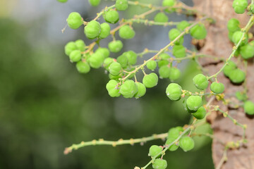 Small green fresh gooseberry fruit in bunches