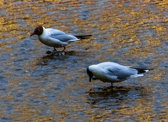 black headed gull