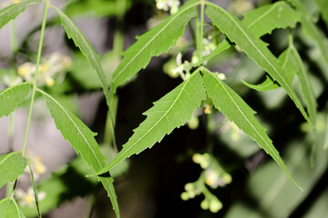 Ayurvedic Medicinal Plant Azadirachta indica (Neem ) leaves and flowers